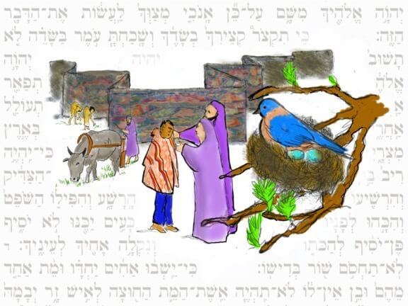 KI TEITZEI – Torah and Haftorah